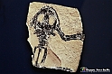 VBS_9077 - Museo Paleontologico - Asti